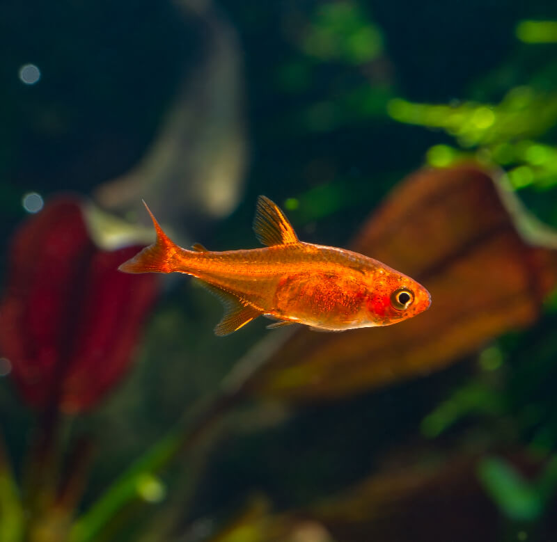 Ember Tetra