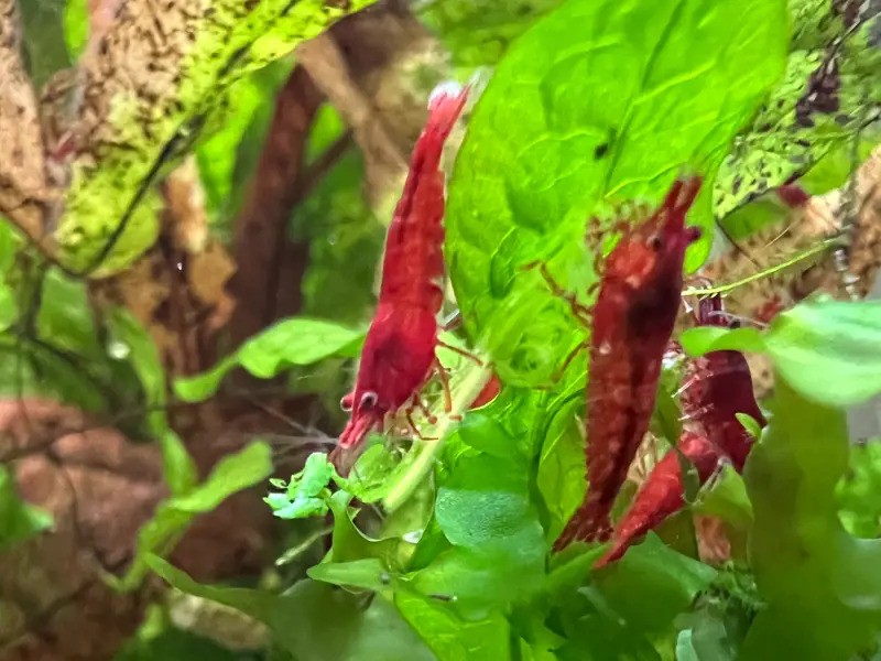 Bloody Mary Shrimp
