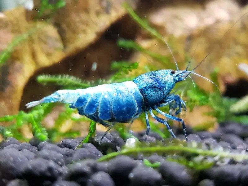Blue Bolt Shrimp