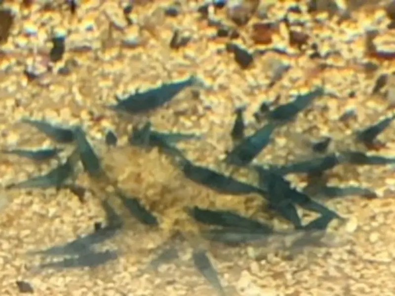 Blue Dream Shrimp