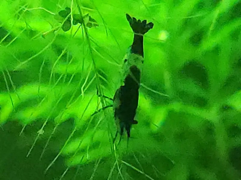 Blue Carbon Rili Shrimp