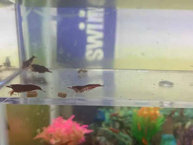 Cherry Shrimp