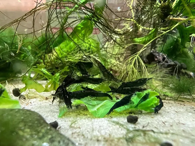 Green Jade Shrimp