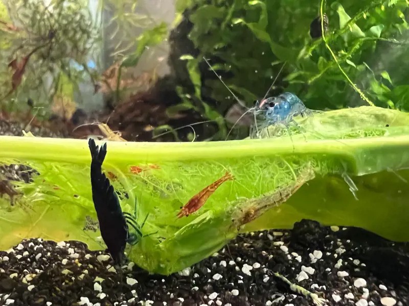 Neorainbow Shrimp Pack