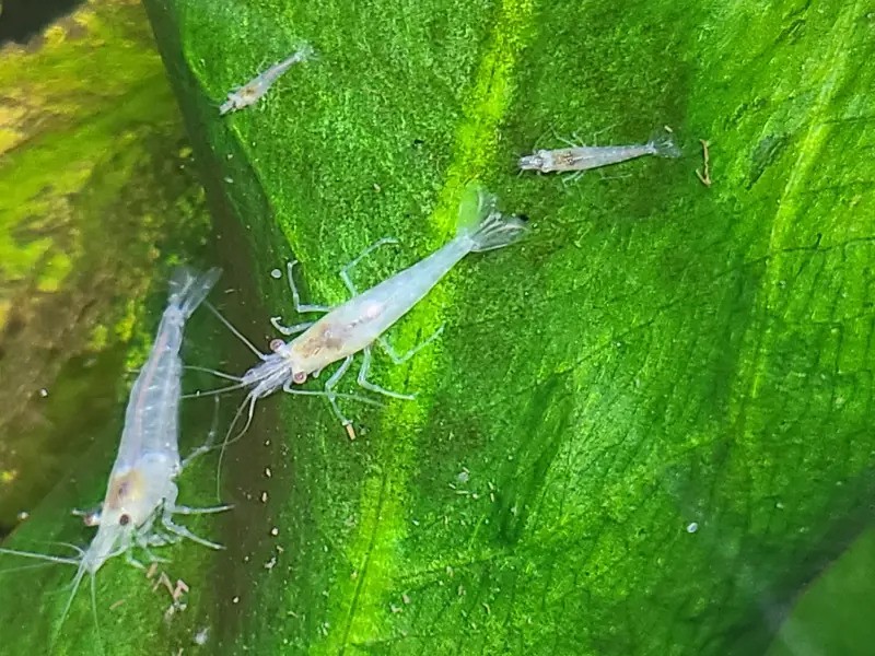 Snowball Shrimp