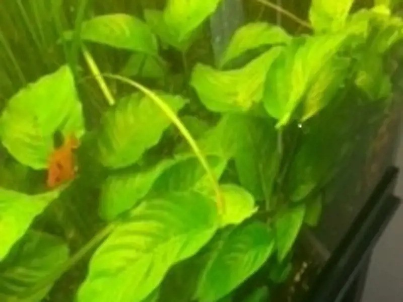 Anubias Barteri