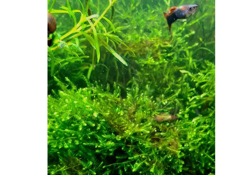 Christmas Moss