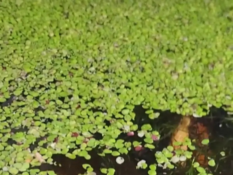 Duckweed