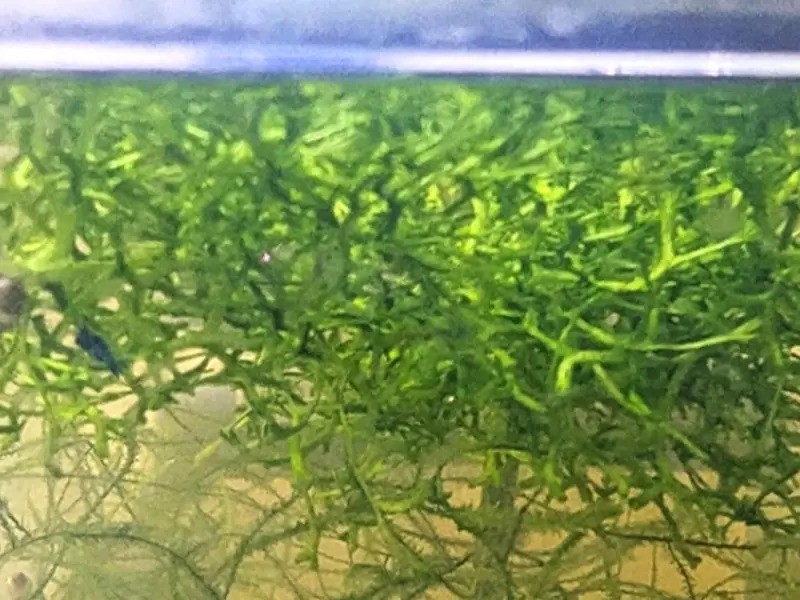 Floating Crystalwort