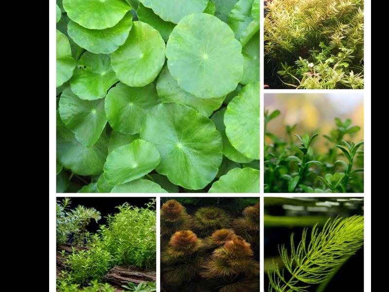 Low Light Plant Pack