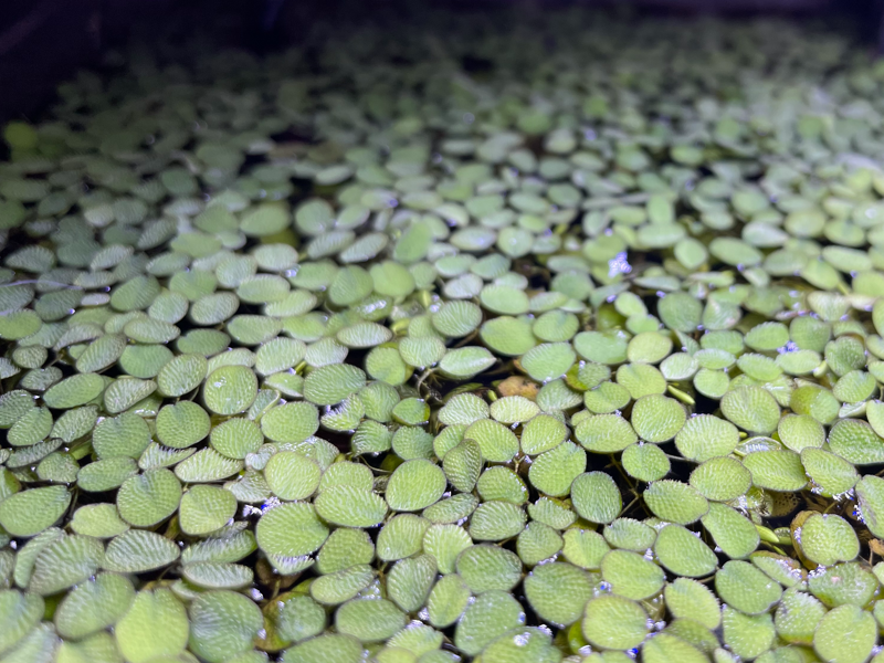 Salvinia Minima