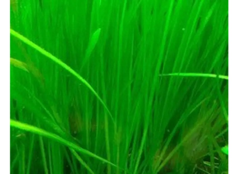 Vallisneria