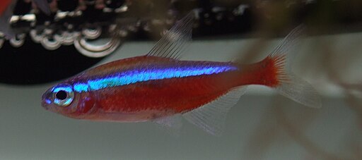 Cardinal Tetras