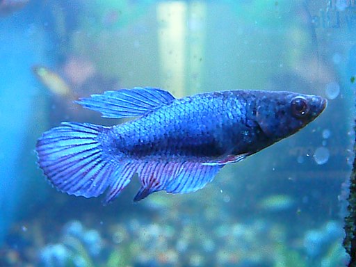 Female Betta Fish