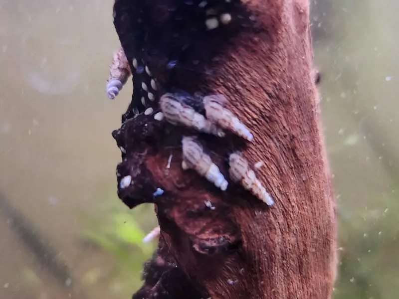 Malaysian Trumpet Snails