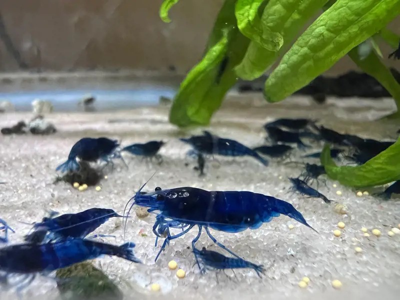 Ocean Blue Shrimp