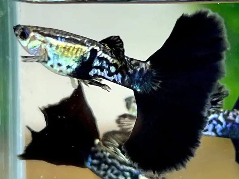 Black Galaxy Snakeskin Guppy