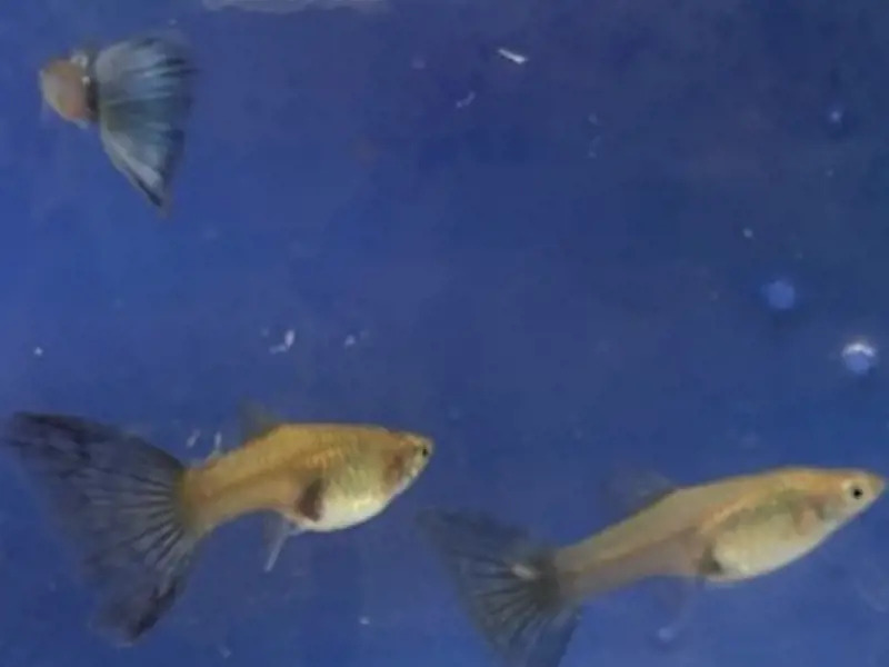 Blue Lazuli Guppies