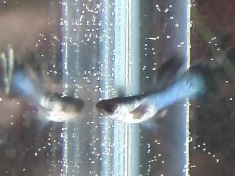 Blue Panda Mini Guppy