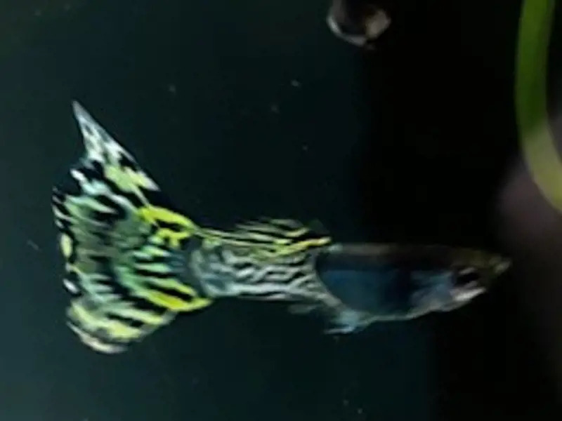 Green Lace Metalhead Guppy