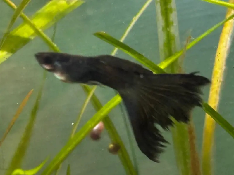 Green Moscow Guppies