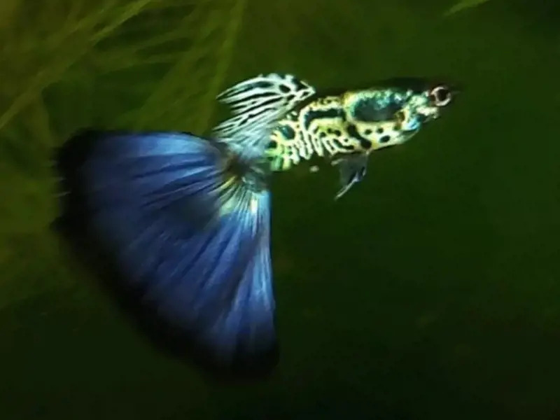 Midnight Blue Galaxy Guppy