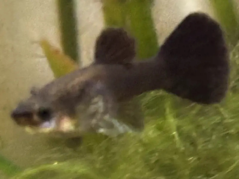 Midnight Blue Moscow Guppies