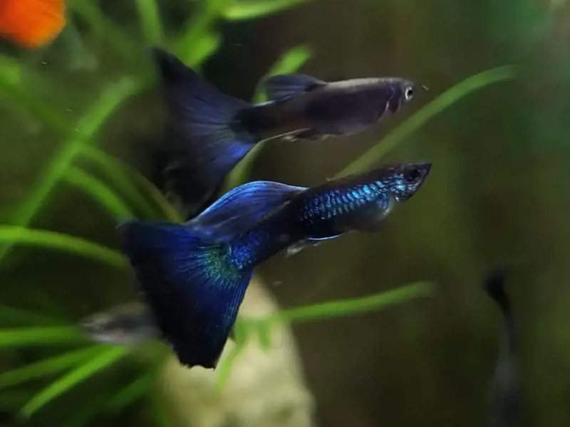 Peacock Moscow Guppy