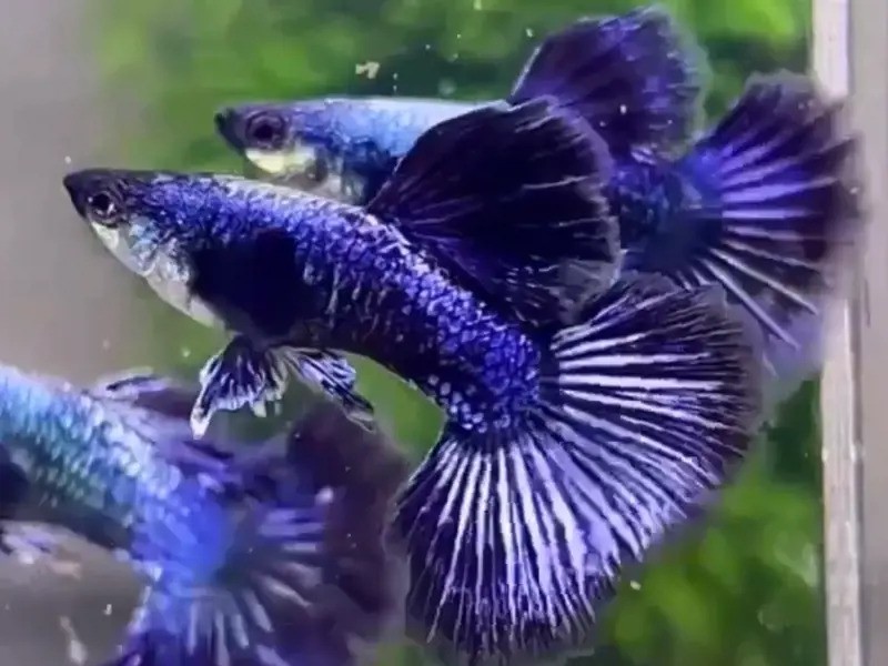 Purple Dragon Platinum Guppy