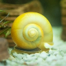 A mystery snail