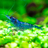 A blue dream shrimp
