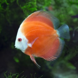 A Red Discus