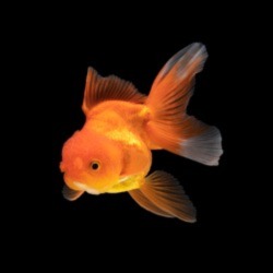 An Oranda Goldfish
