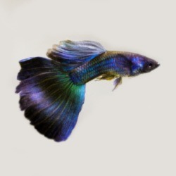 A Purple Moscow Guppy