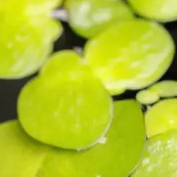 Floating aquarium plants