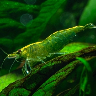 A green jade shrimp