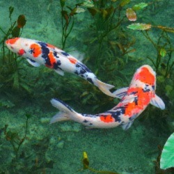 A Pair of Koi Fish