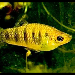 Miscellaneous Freshwater Fish