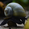 A black mystery snail
