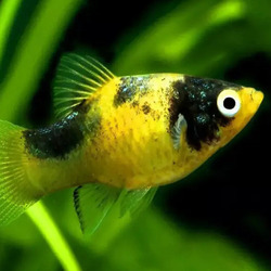 A Platy Fish