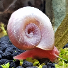 A ramshorn snail
