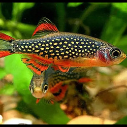 A Harlequin Rasbora