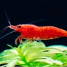 A red cherry shrimp