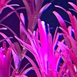 Stem aquarium plants