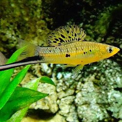 A Swordtail Fish