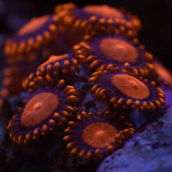 A Zoanthid Coral